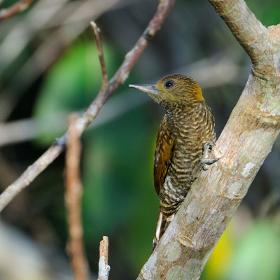 Red-stained Woodpecker