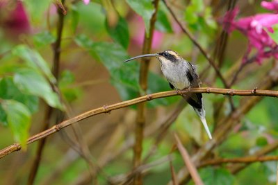 Scale-throated Hermit