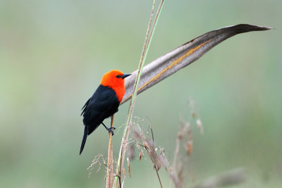 Scarlet-headed Blackbird