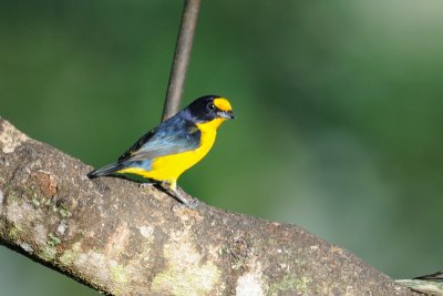 Violaceous Euphonia