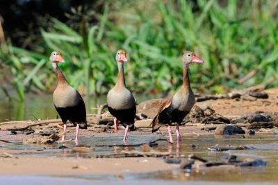 Black-bellied Whistling-duck