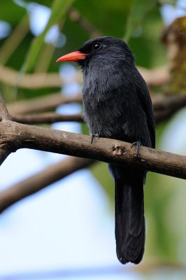 Black-fronted Nunbird