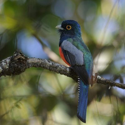 Blue-crowned Trogon