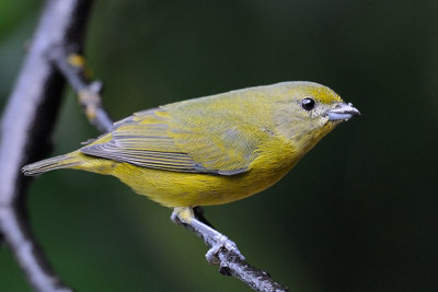 Chestnut-bellied Euphonia