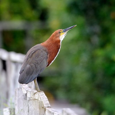 Rufescent-tiger Heron