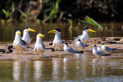 Larged-billed Tern and Yellow-billed Tern