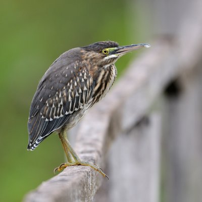 Striated Heron