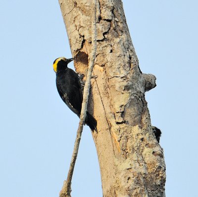 Yellow-tufted Woodpecker