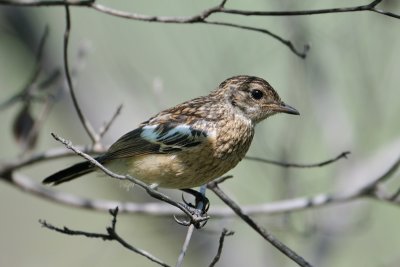 Chat Flycatcher - juvenile