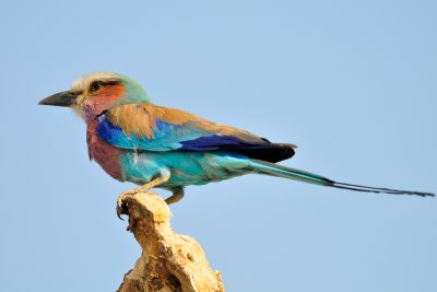 Lilac-breasted Roller