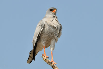 Pale-Chanting Goshawk