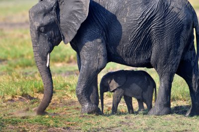 Elephant and child - Botswana