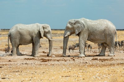 elephant - Namibia