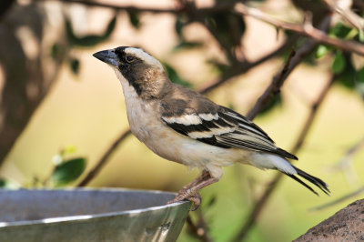 White-browned Sparrow-weaver