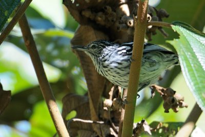 Amazonian-streaked Antwren