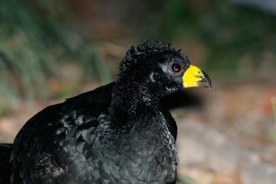 Bare-faced Curassow male