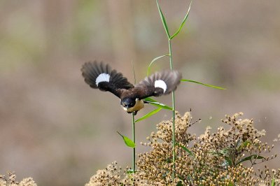 Black-capped Donacobius