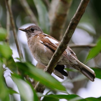 Pale-breasted Thrush