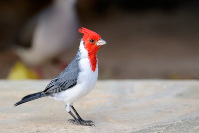 Red-crested Cardinal