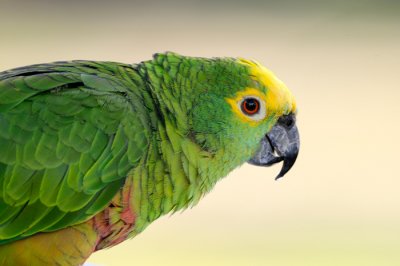 Yellow-crowned Parrot