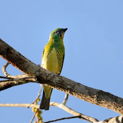 Swallow Tanager