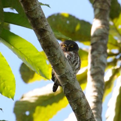Amazonian Pygmy-owl