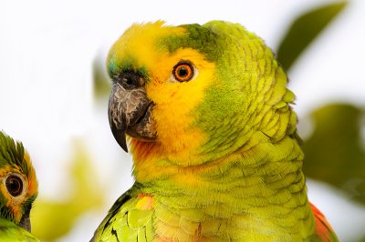 Yellow-faced- Parrot