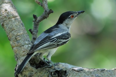 Black-backed  Puffback