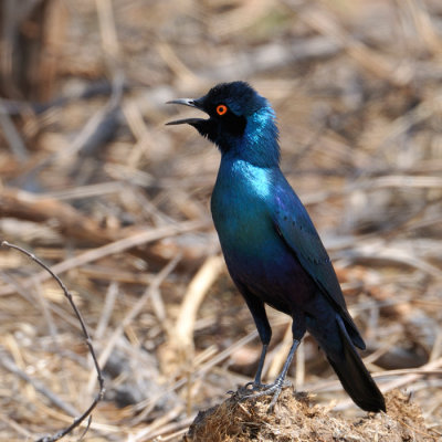 Cape-glossy Starling