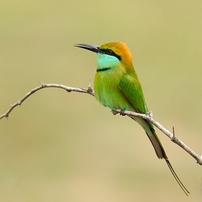 Little-Green Bee-eater