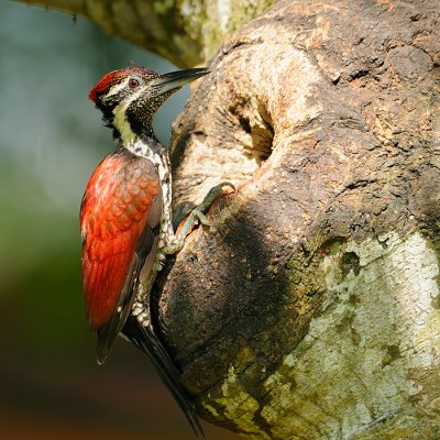 Black-rumped Flameback (Red-Backed Woodpecker)