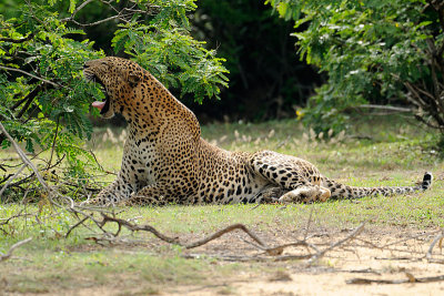 Leopard female - Sri Lanka