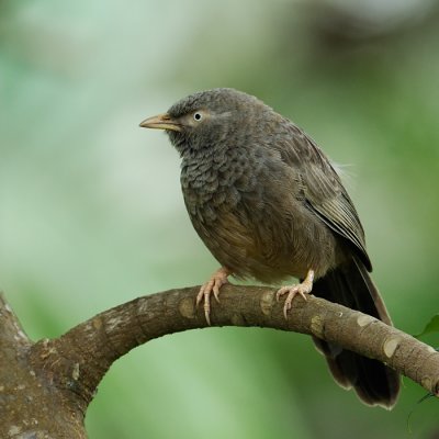 Jungle Babbler