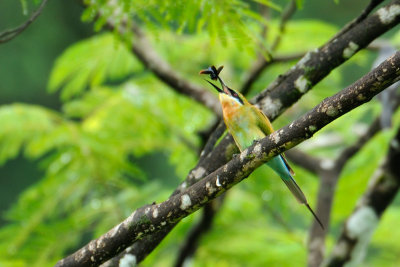 Blue-tailed Bee-eater with butterfly