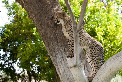 Cheetah - Namibia