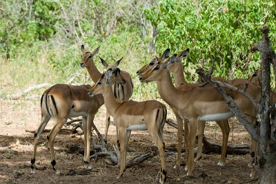 Antelope Botswana