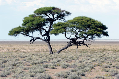 Tree in the desert of Namibia