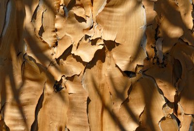 Bark of the Kooker Tree