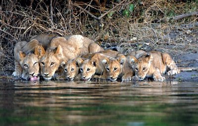 Young Lions Botswana