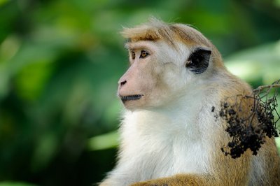 Toque Monkey from Sri Lanka