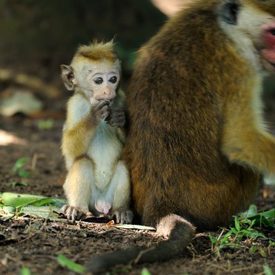Oh-boy-oh-boy, its a maleToque Monkey Sri Lanka