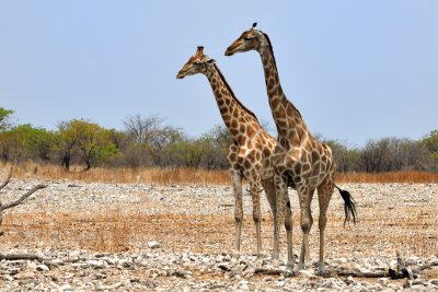 Giraffe - Etocha - Namibia