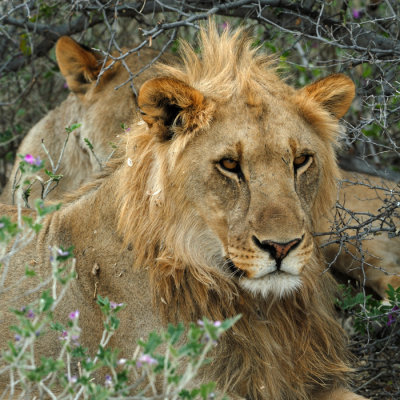 Young male Lion - Etocha - Namibia