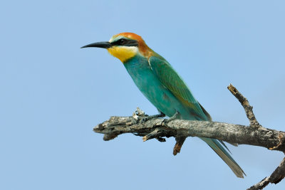 Golden-backed Bee-eater