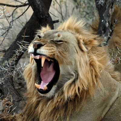 Very angry Lion - Etocha - Namibia