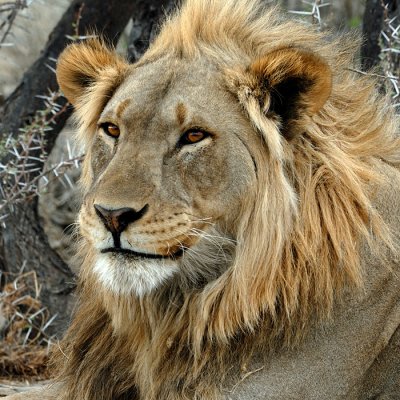 Lion - Etocha - Namibia