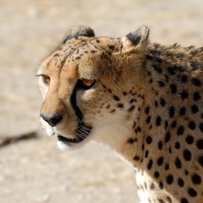 Cheetah - Namibia