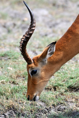 Antelope - Namibia