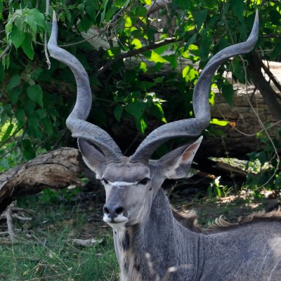Kudu - Namibia