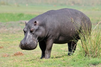 Hippo - Botswana